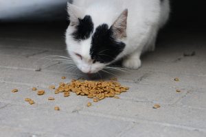 croquettes pour chat