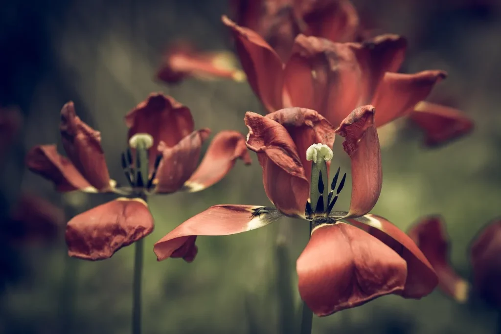 FAQ sur la rénovation écoresponsable de votre jardin